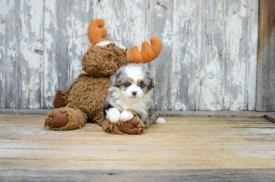 Mini Aussiedoodle Pup Being Cute