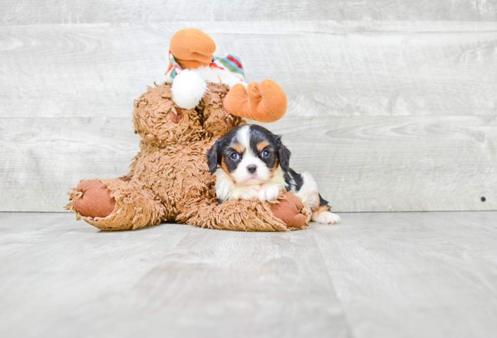 Cute Cavalier King Charles Spaniel Purebred Puppy