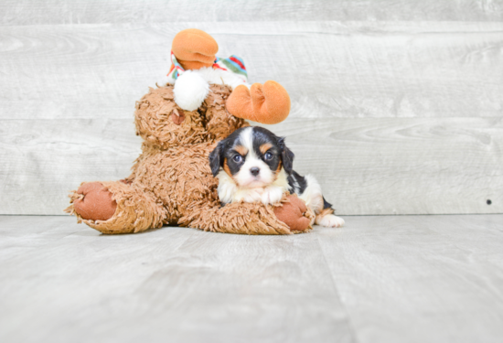 Cute Cavalier King Charles Spaniel Purebred Puppy