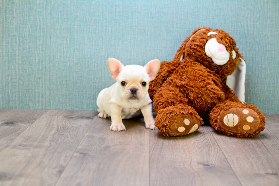 Best French Bulldog Baby