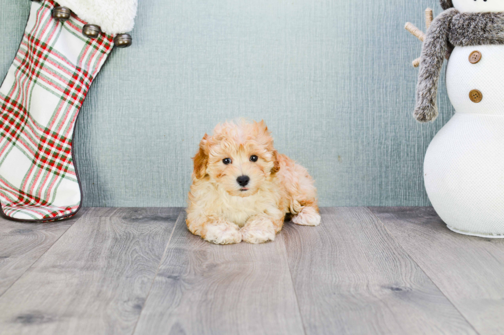 Maltipoo Pup Being Cute