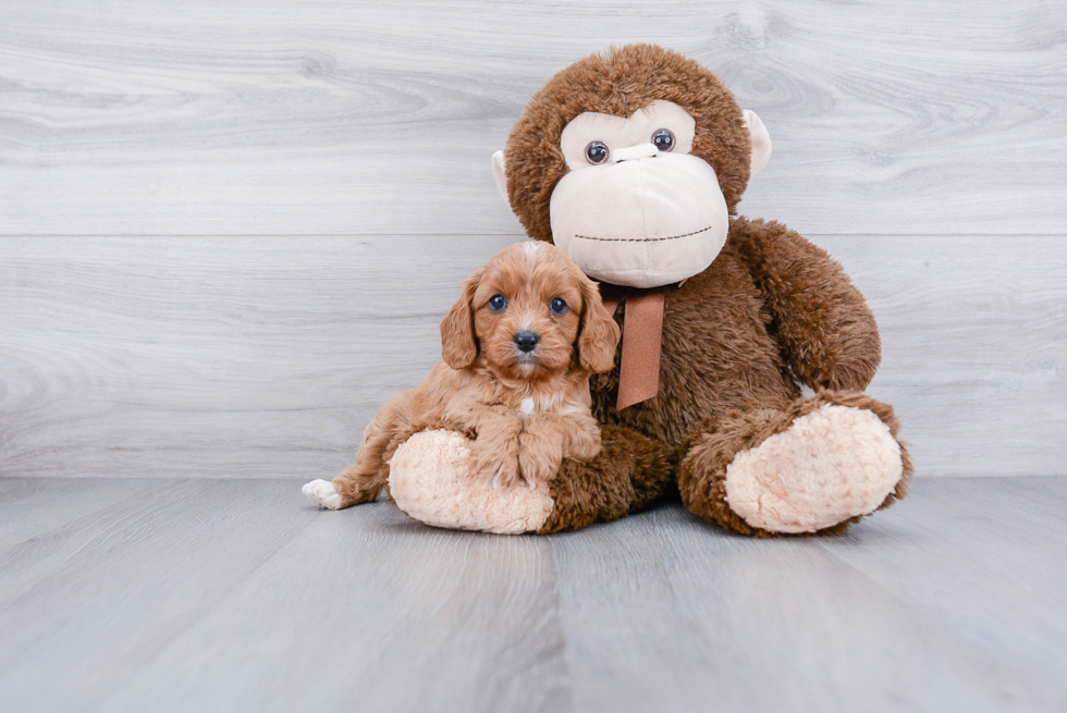 Adorable Cavoodle Poodle Mix Puppy