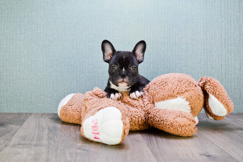 Akc Registered French Bulldog Purebred Pup