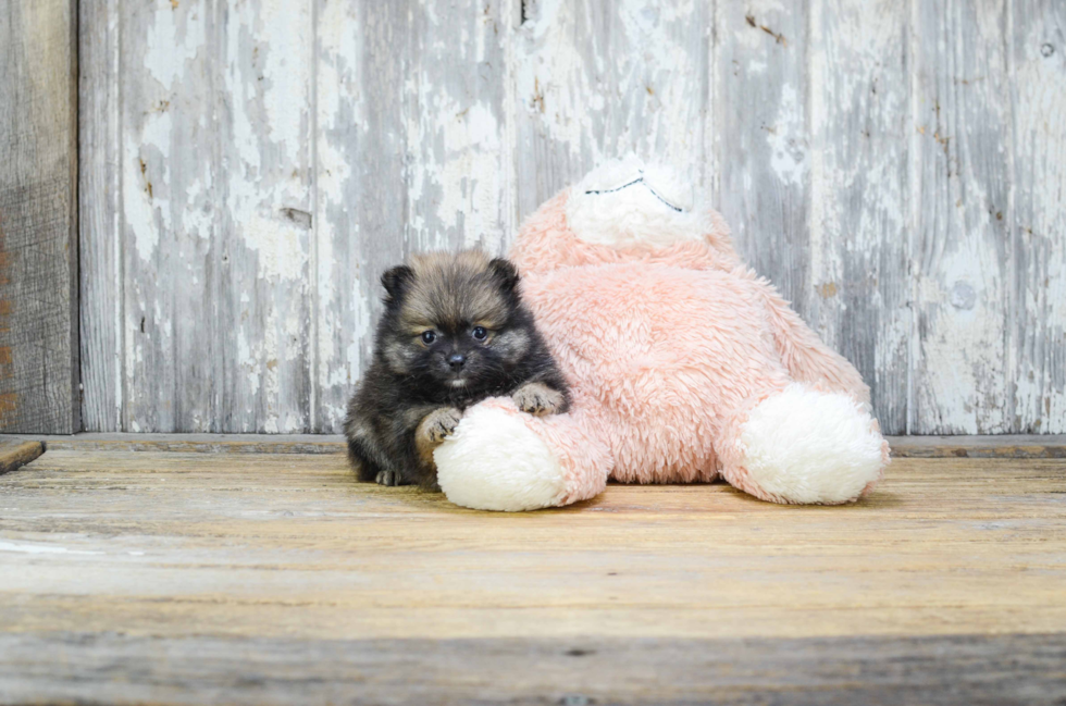 Adorable Pomeranian Purebred Puppy