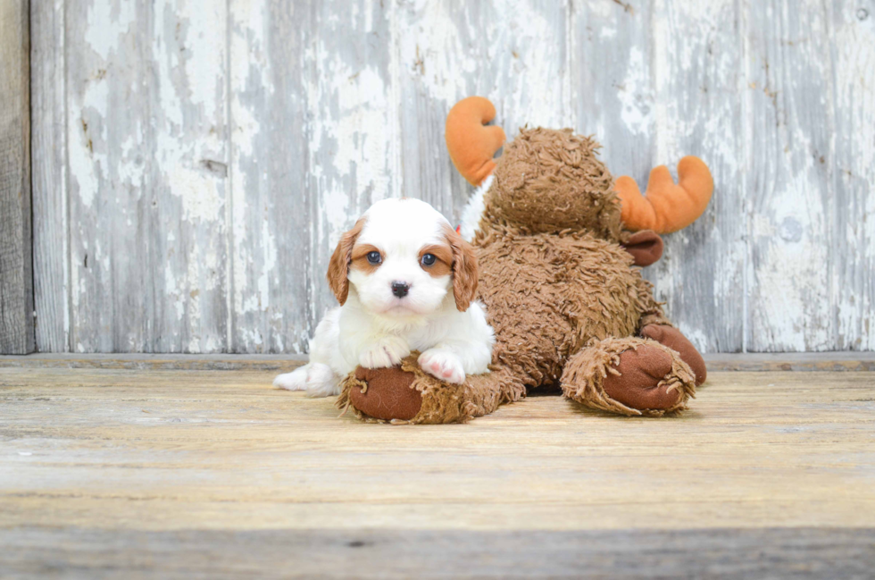 Petite Cavalier King Charles Spaniel Purebred Puppy