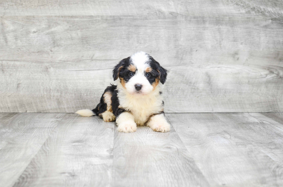 Mini Bernedoodle Pup Being Cute