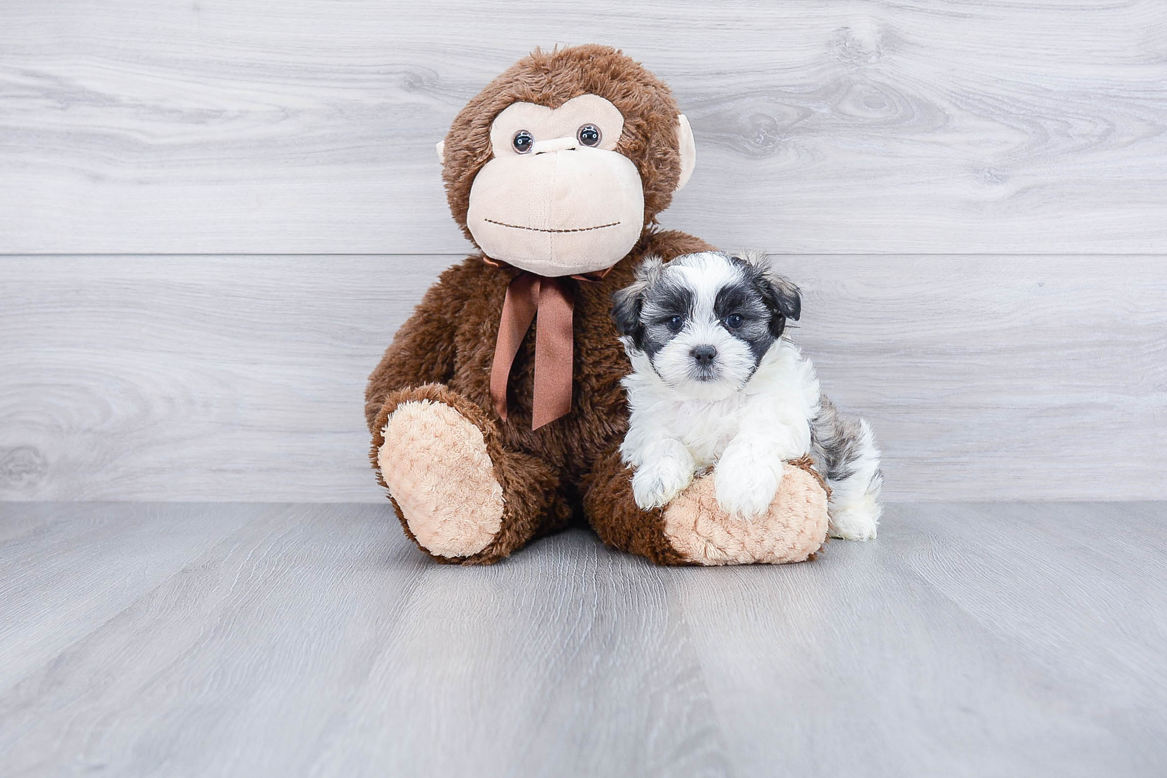 Energetic Shichon Designer Puppy