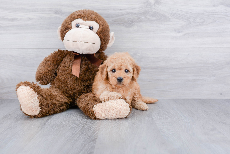 Best Mini Goldendoodle Baby