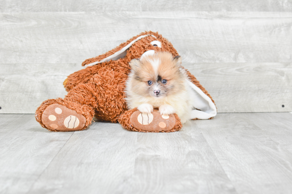 Small Pomeranian Purebred Pup