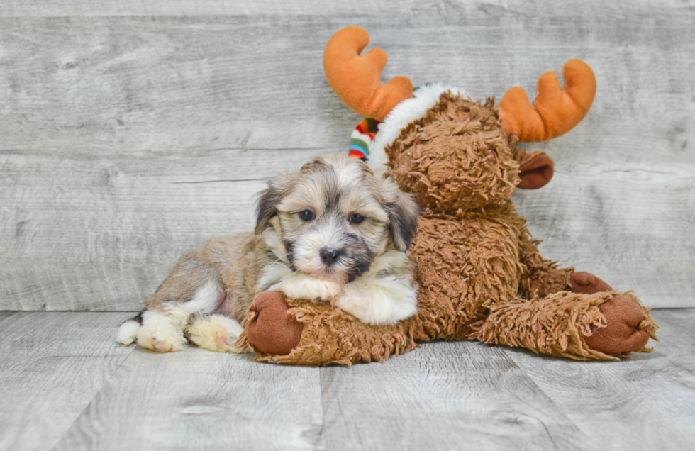 Energetic Havanese Purebred Puppy