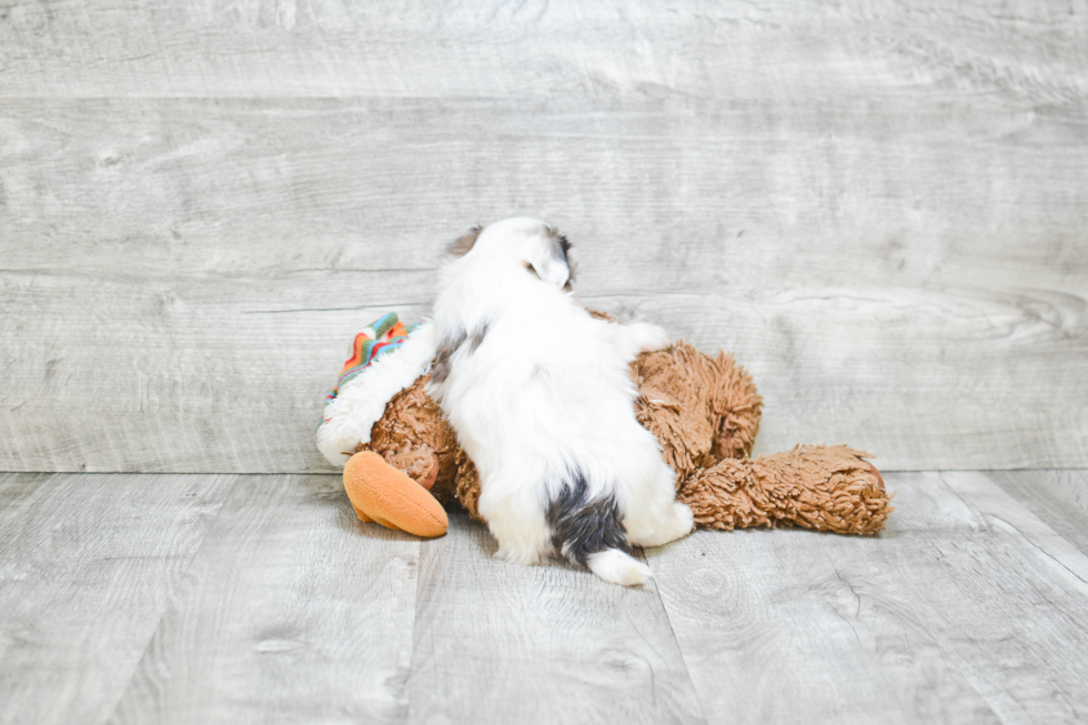 Teddy Bear Pup Being Cute