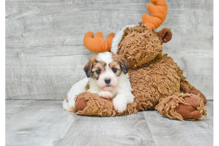 Best Cavachon Baby