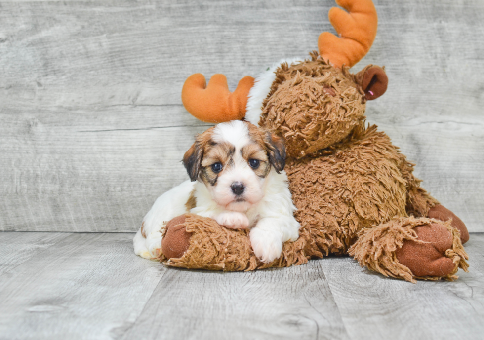 Best Cavachon Baby