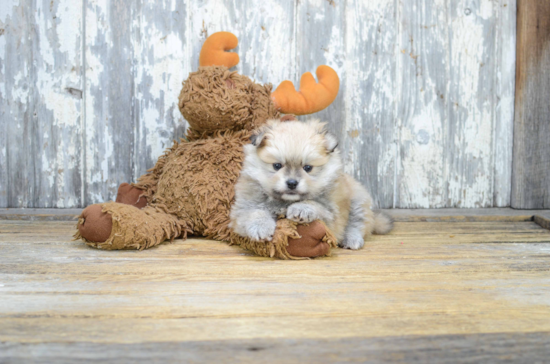 Cute Pomeranian Purebred Puppy