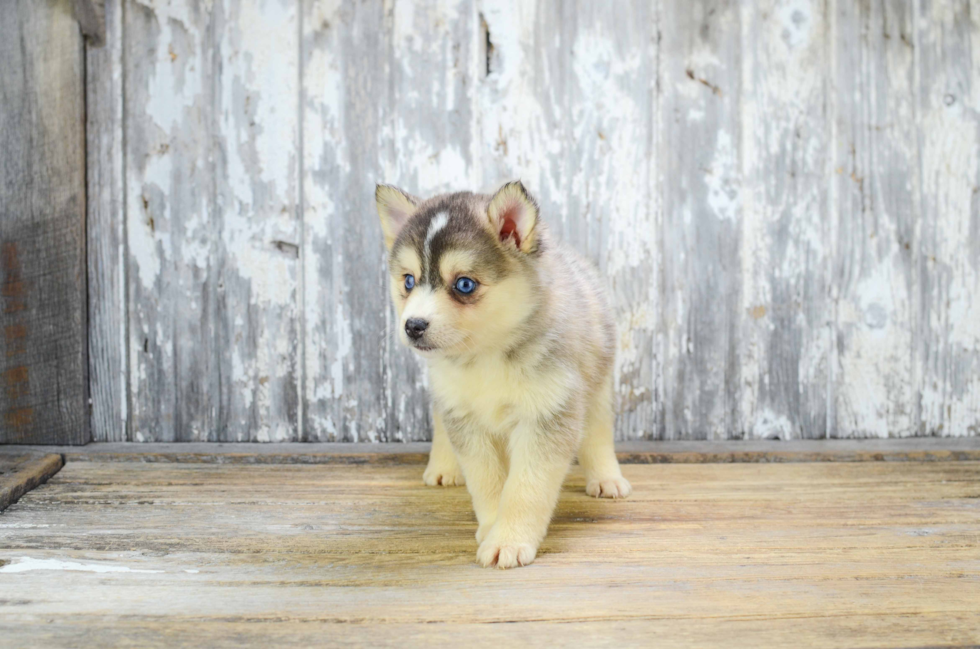 Pomsky Puppy for Adoption