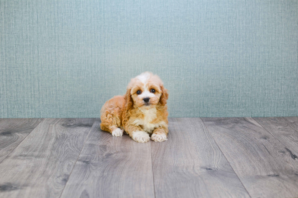 Happy Cavapoo Baby