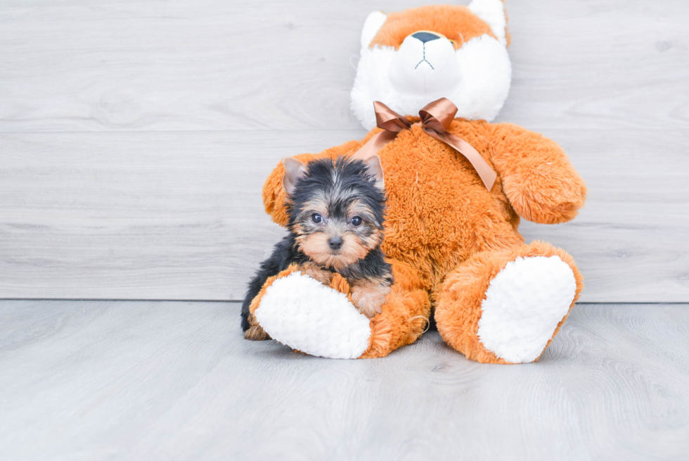 Meet Bronze - our Yorkshire Terrier Puppy Photo 