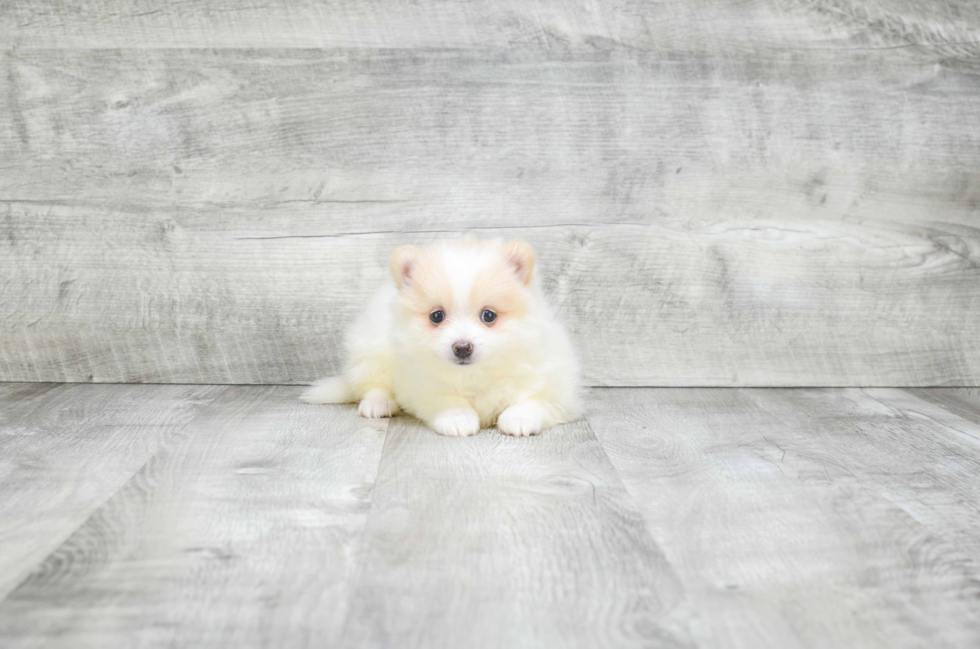 Popular Pomeranian Purebred Pup