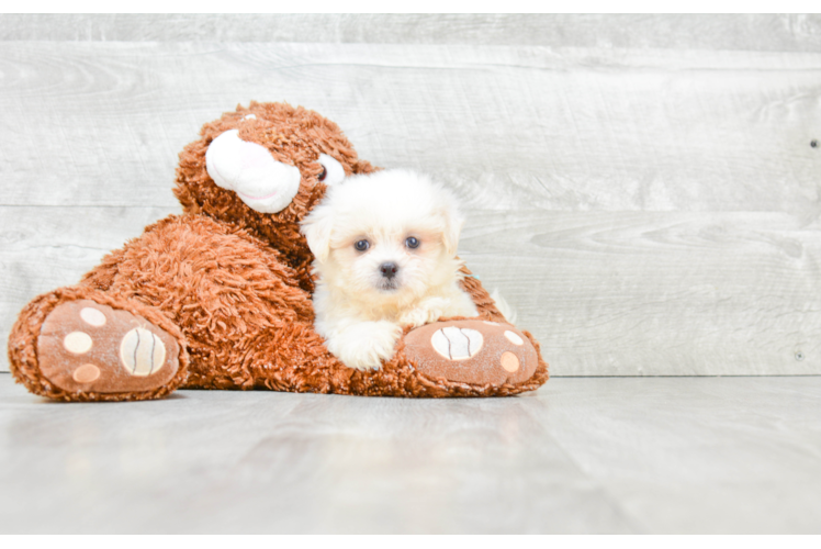 Teddy Bear Pup Being Cute