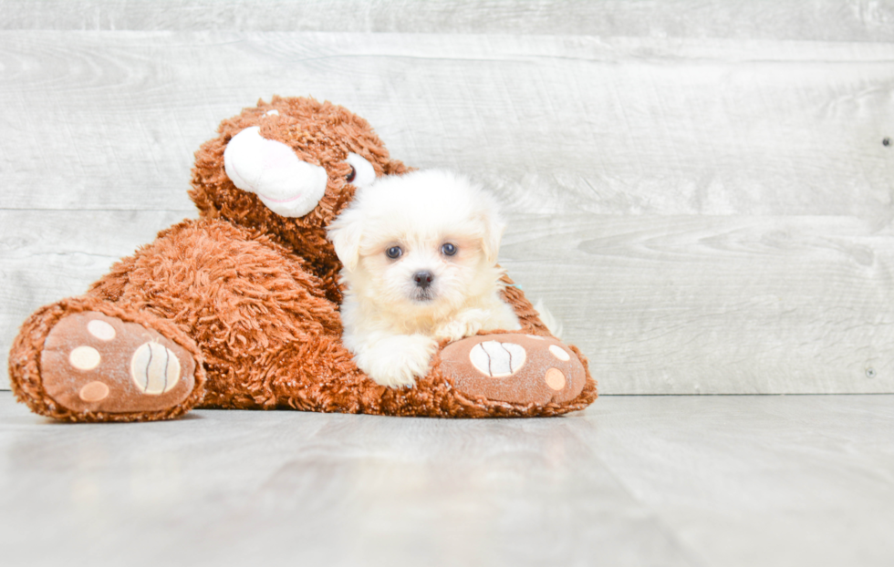 Teddy Bear Pup Being Cute