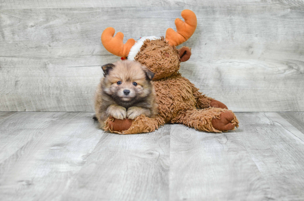 Playful Pomeranian Baby