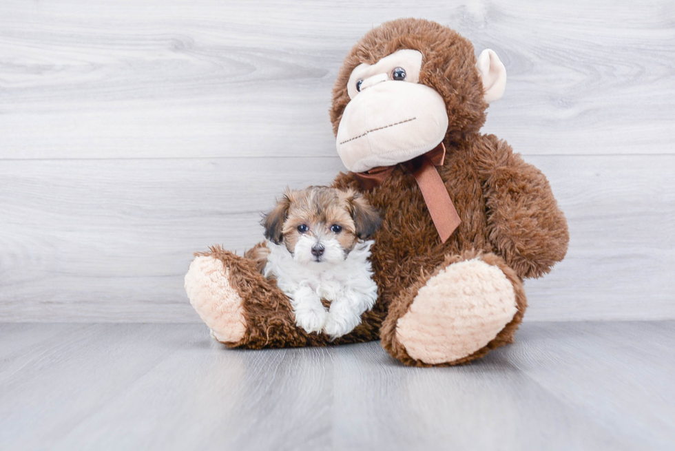 Maltipoo Pup Being Cute