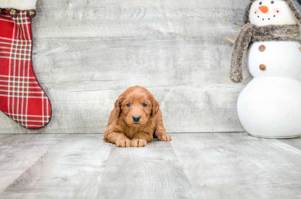 Small Mini Goldendoodle Baby