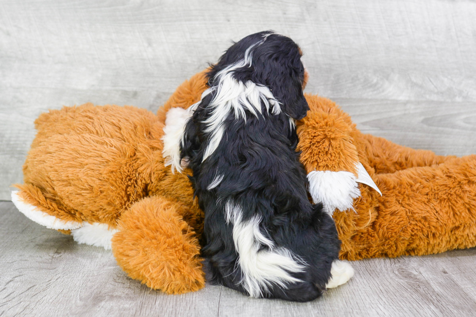 Cavalier King Charles Spaniel Pup Being Cute