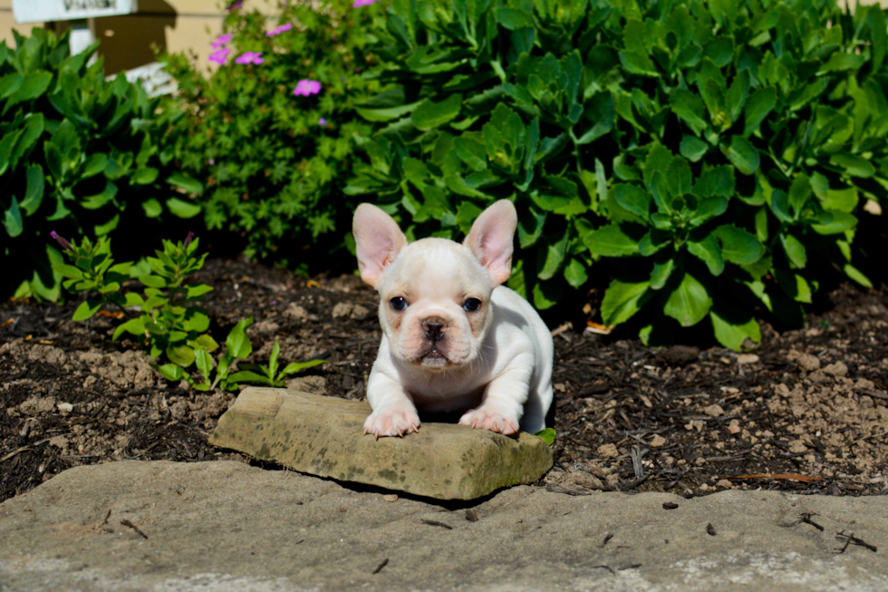 Best French Bulldog Baby