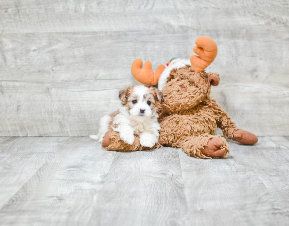 Morkie Pup Being Cute