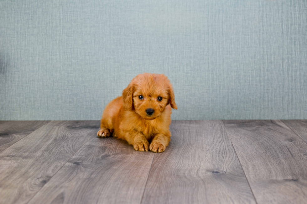 Adorable Golden Retriever Poodle Mix Puppy