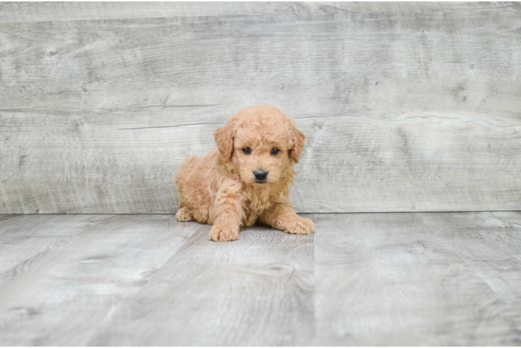 Energetic Golden Retriever Poodle Mix Puppy