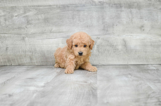 Energetic Golden Retriever Poodle Mix Puppy