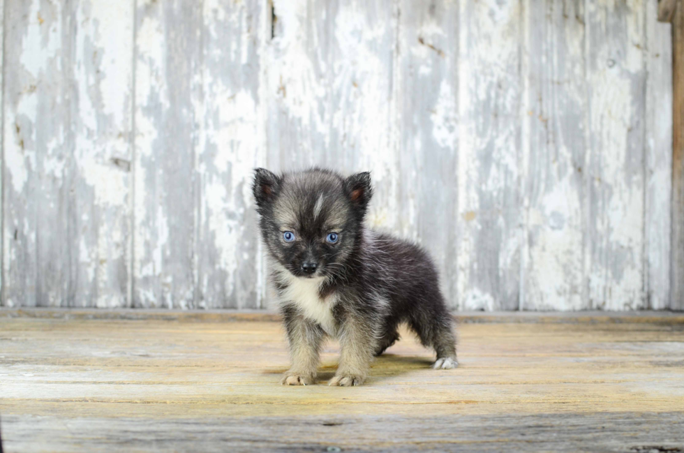 Best Pomsky Baby