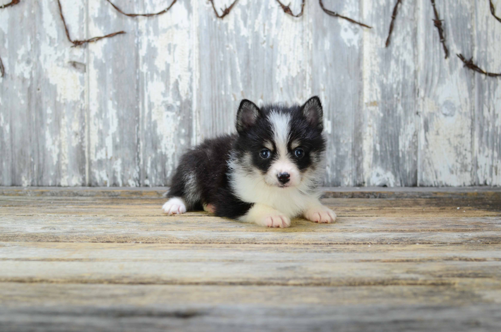 Happy Pomsky Baby