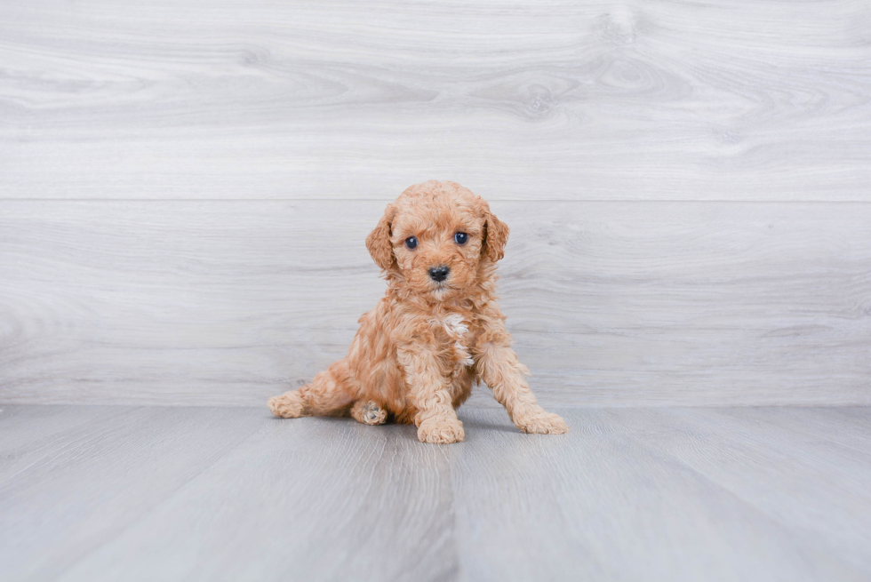 Cavapoo Puppy for Adoption