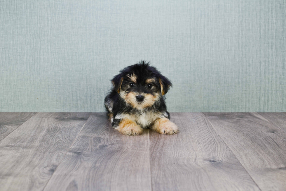 Morkie Puppy for Adoption