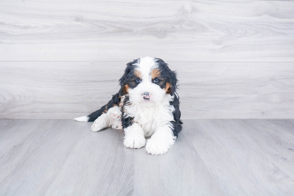 Best Mini Bernedoodle Baby