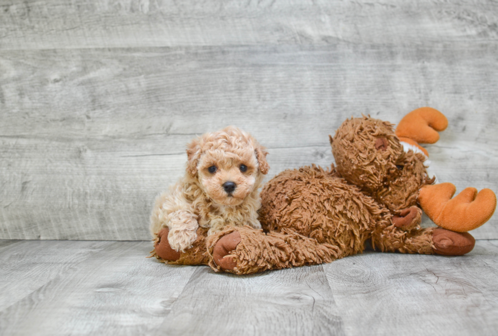 Maltipoo Pup Being Cute