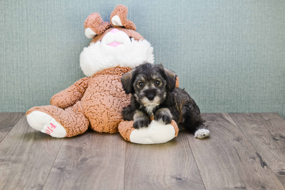 Best Mini Schnauzer Baby