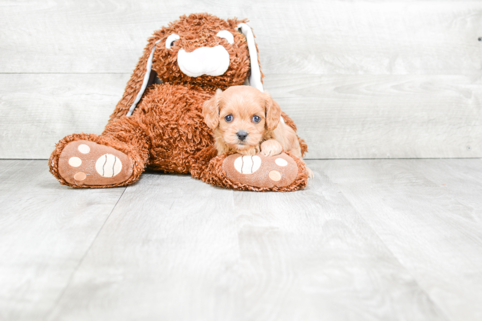 Cavapoo Pup Being Cute