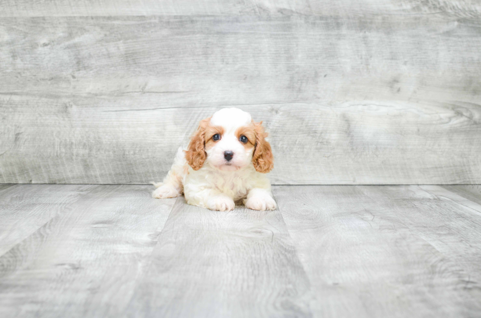 Best Cavapoo Baby