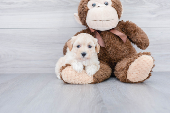 Fluffy Maltipoo Poodle Mix Pup