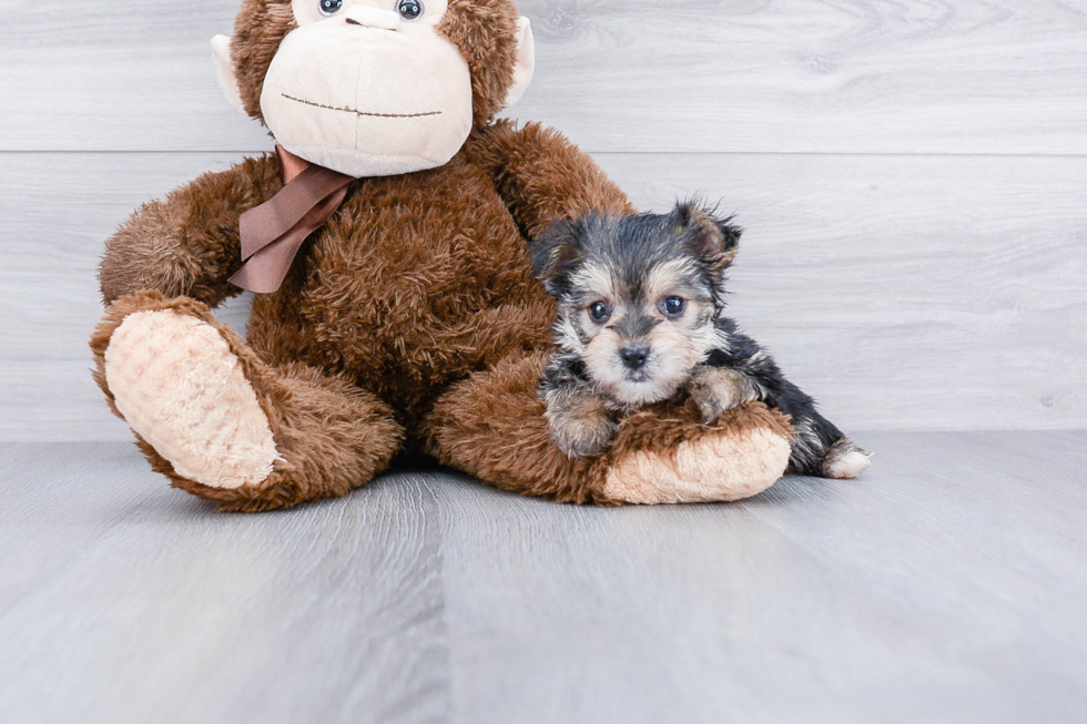 Best Morkie Baby