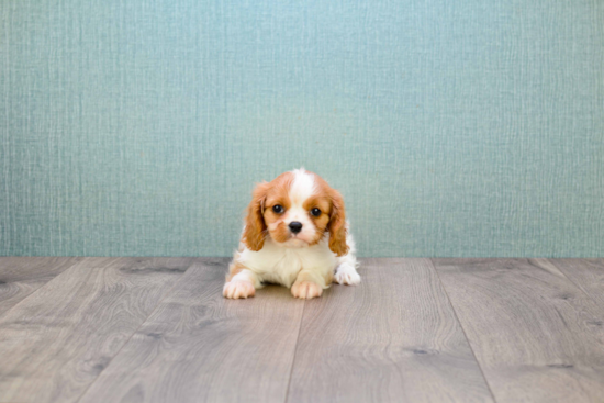 Cavalier King Charles Spaniel Pup Being Cute