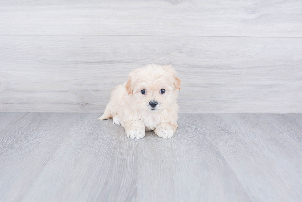 Best Maltipoo Baby