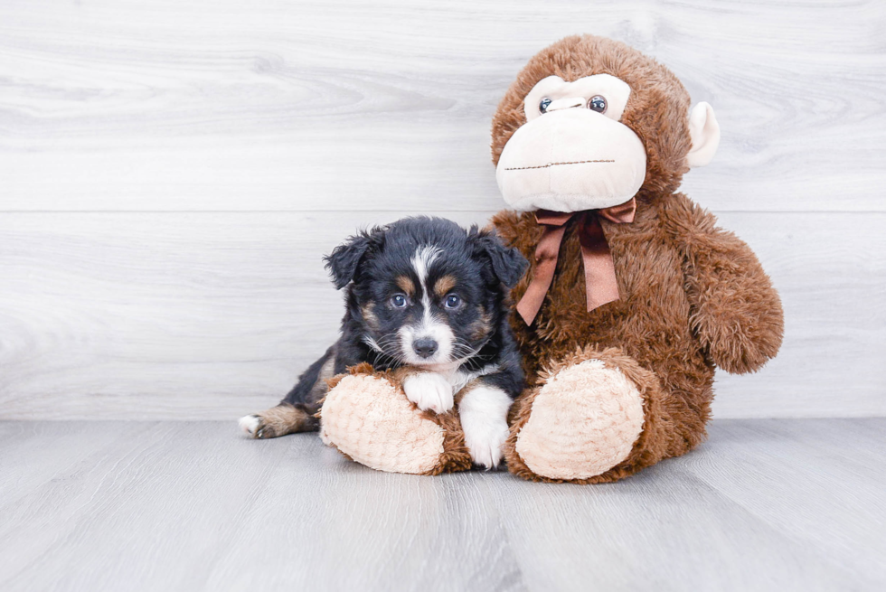 Little Aussiepoo Poodle Mix Puppy