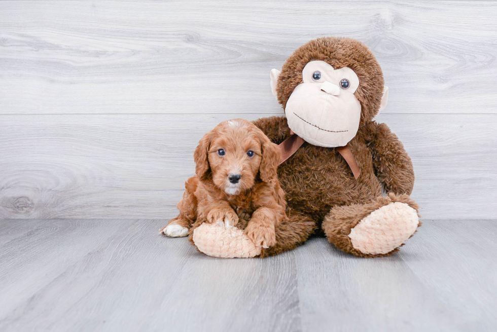 Best Mini Goldendoodle Baby