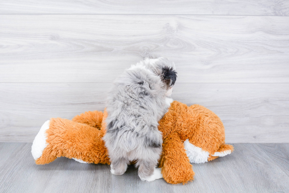 Small Mini Aussiedoodle Baby