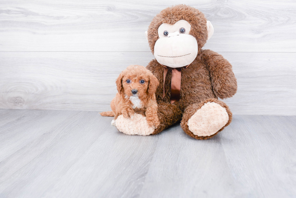 Adorable Golden Retriever Poodle Mix Puppy